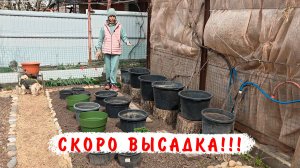 Подготовка к высадке ампельных петуний в большие и малые объемы!