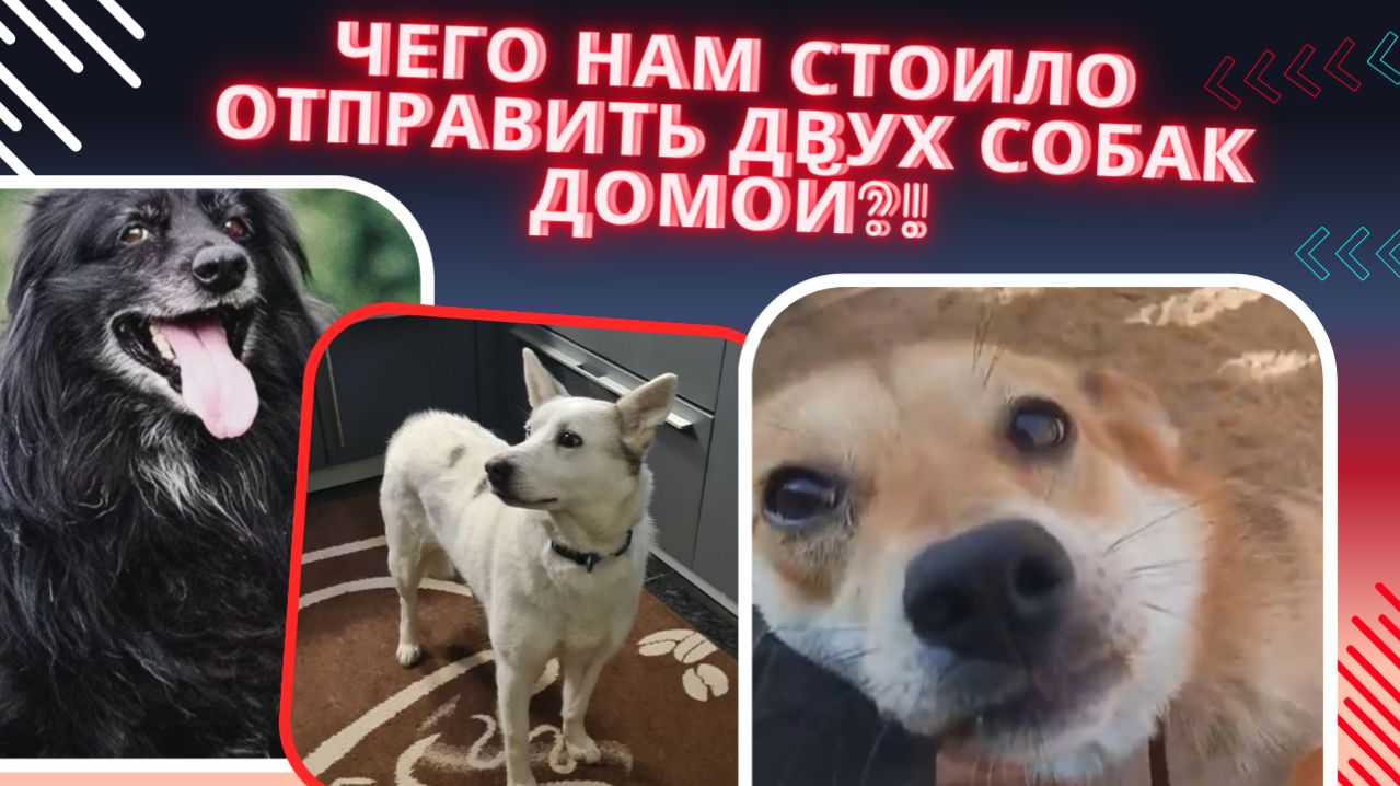 Не хватило корма для двух передержек. Двое стали домашними!