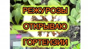 14.04. Режу розы. Первый пошёл. Таких всходов я не ожидала. #дача #сад #теплица