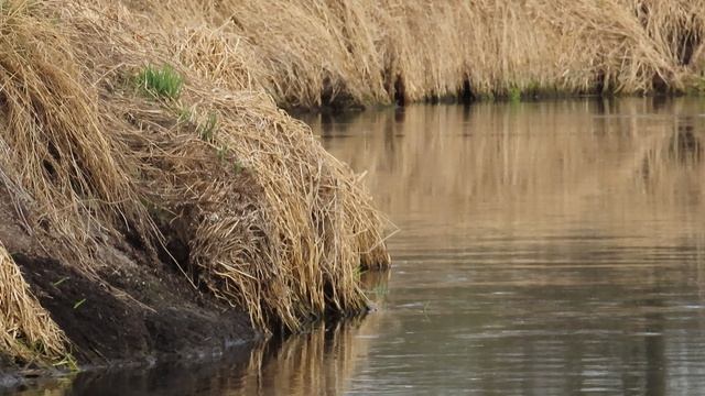 Дивные утки / Наблюдаем за парой Чирков-трескунков /Шестая серия (14 апреля 2026)