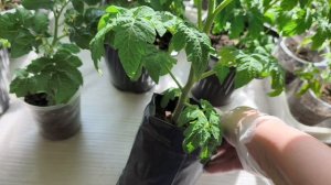 работа в теплице. Фацелия. укроп. редис. Горшечные томаты🍅