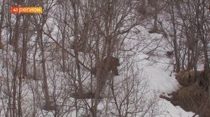 БУДЬТЕ БДИТЕЛЬНЫ: В АПРЕЛЕ НА КАМЧАТКЕ МАССОВО ВЫХОДЯТ ИЗ БЕРЛОГ БУРЫЕ МЕДВЕДИ • НОВОСТИ КАМЧАТКИ