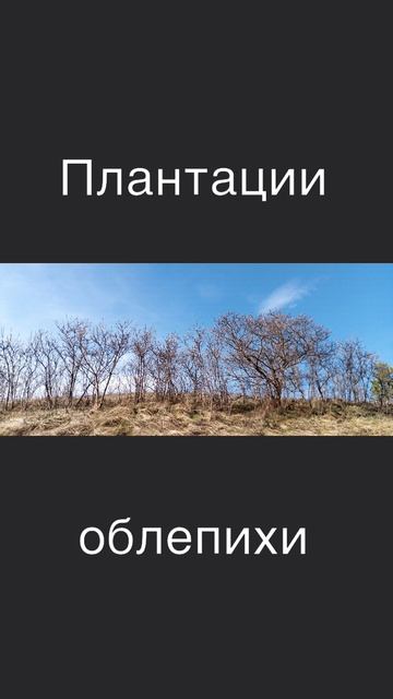 На горе плантации облепихи, потихоньку набирает обороты. 

С телефона📱
#весна #апрель #гора #нагоре