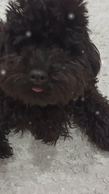 Игры собачки Айзы. 🐩🦴Прикольная собака.