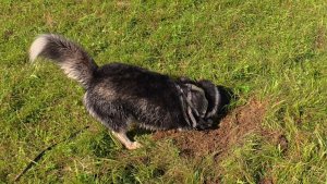 С хаски Диком на даче 13.08.2025 часть 2