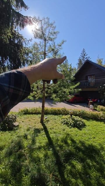 сосна формируется в природном стиле ниваки