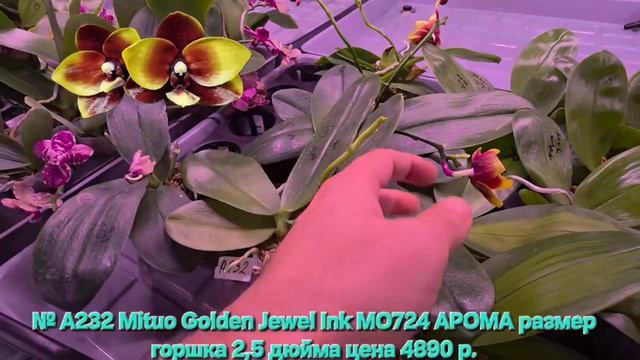 № А232 Mituo Golden Jewel Ink MO724 АРОМА размер горшка 2,5 дюйма
