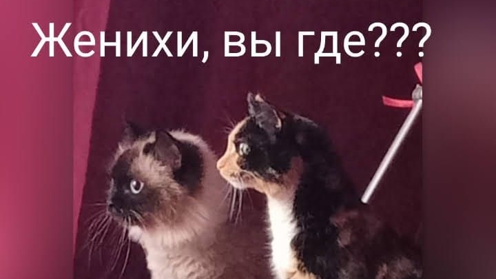 Котомемы для отличного настроения
