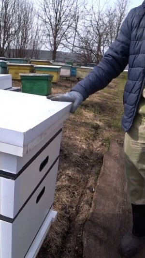 СОБРАЛИ УЛЕЙ ИЗ СЕНГВИЧ ПАНЕЛЕЙ И ЗАСЕЛИЛИ ПЧЁЛАМИ