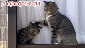 СМЕШНО ДО СЛЕЗ Приколы_с_котами и кошками!Смешные_коты!_Самые_смешные_животные!Смешная озвучка