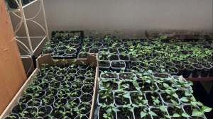 Ради блогерства лицемерить не буду, обзор всей рассады на 14 Апреля