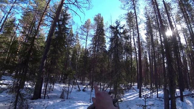 Катаюсь в лесу по насту на мототолкаче. Потерял прицеп. Что то сильно загремело. 22 серия