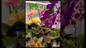 орхидеи растущие в лесном мхе! посмотрите на эту красоту 👍какие корни!!!!!