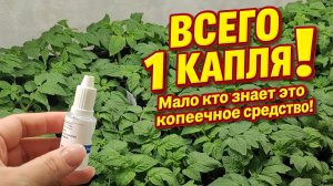 1 Капля под любую рассаду! Рассада вмиг здоровая, крепкая и сразу приживутся и заплодоносят!