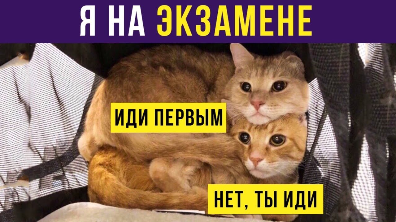 Коты на экзамене) Приколы