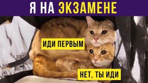 Коты на экзамене) Приколы