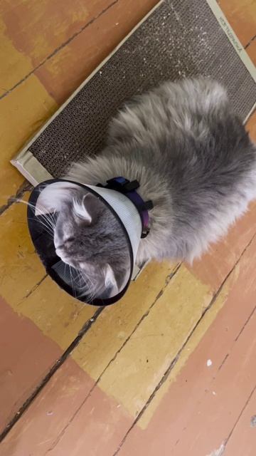 Зашла коту когтеточка!❤️