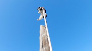 Палка подвела...