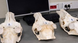 Рога и черепа благородного оленя нашли в багаже иностранного пассажира в аэропорту Внуково