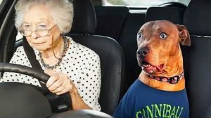 ЗАБАВНАЯ РЕАКЦИЯ ПИТОМЦЕВ НА ПОХОД К ВЕТЕРИНАРУ И ГРУМЕРУ