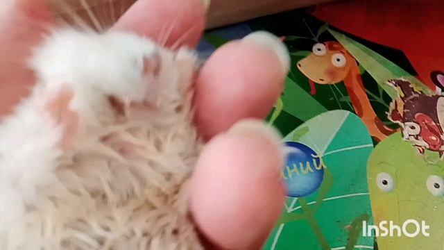 Кузи больше нет! 😭😭😭