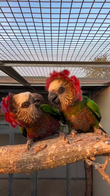 Номинативный подвид веeрного попугая (Deroptyus Accipitrinus Accipitrinus)