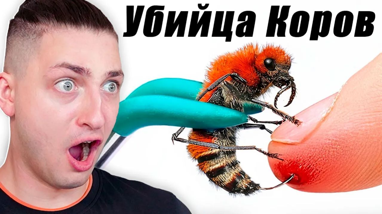 Я Завёл Питомца УБИЙЦУ КОРОВ(самый болезненный укус)- реакция Градуса и Вазачки