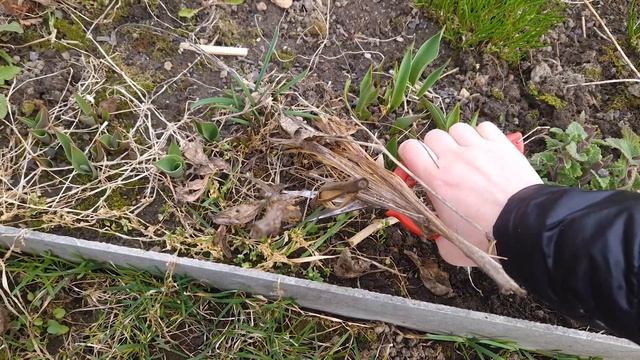 Работы в саду. Обрезала голубику розы гортензии и клематисы