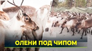 Электронные метки против традиционных: Почему оленеводы против новых бирок