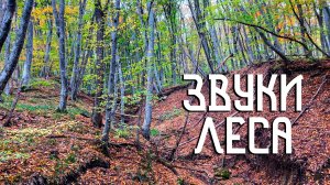 Звуки леса / Пение птиц в лесной глубине