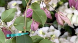 Взрыв цветения бугенвиллии на лоджии весной