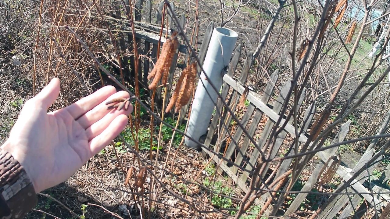 Цветущий фундук и грецкие орехи в середине апреля.
