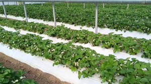 сорт клубники Мурано, выращивание в теплице, Белореченский район, Агроном клубничник.