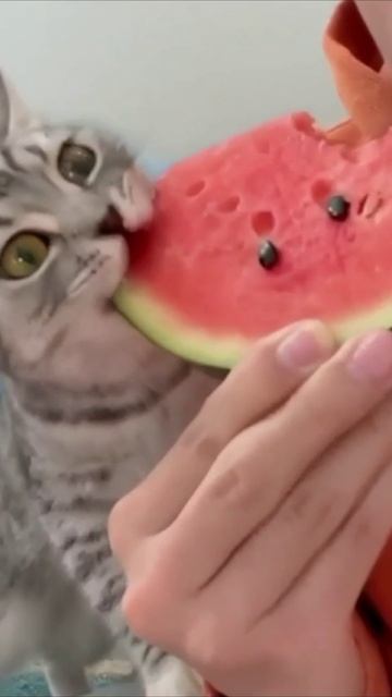 Смешные коты #118-4