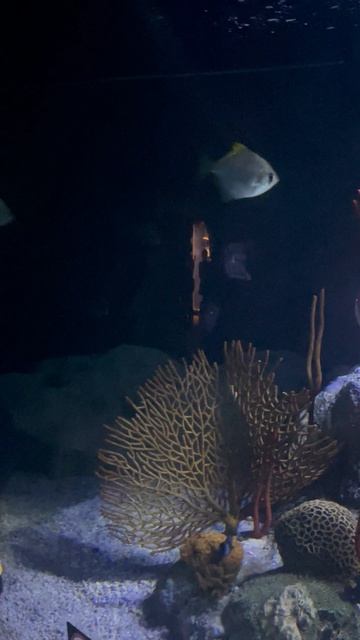 Рыбки в океанариуме ч.30