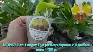 № А157 Den. Dragon Eye размер горшка 2,8 дюйма