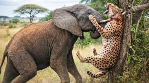 Когда связался не с тем противником.