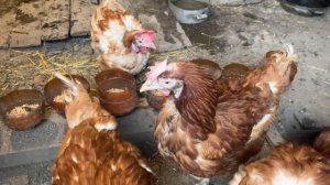 Годовалые куры с птицефабрики- процесс пошёл!