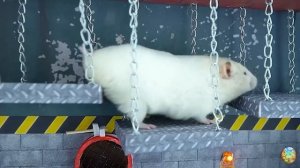 Хомячок убегает из опасного цветочного лабиринта! 6 часть