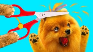 КисКис: Пёсик в шоке! Кто это сделал? Мистика в доме 👻🐶