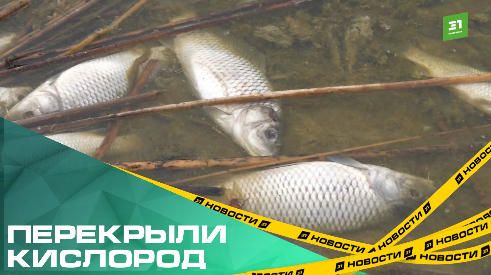 Перекрыли кислород. На Песчаном озере массовый мор рыбы