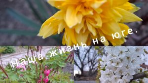 15-04.26/ Живём и работаем на Кубани/Сетка у куриц/ Садово-огородные дела/Жареная рыбка/Жизнь на юге