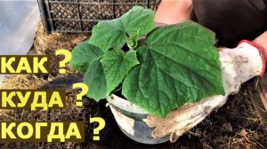 ВСЁ о РАССАДЕ ОГУРЦОВ. КАК ВЫРАЩИВАТЬ? КОГДА ВЫСАЖИВАТЬ в ТЕПЛИЦУ?
