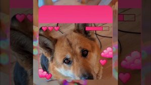 1000056136.mp4 (Собака наблюдает за устройством лестницы на 2-ой этаж в доме А-фрейм)