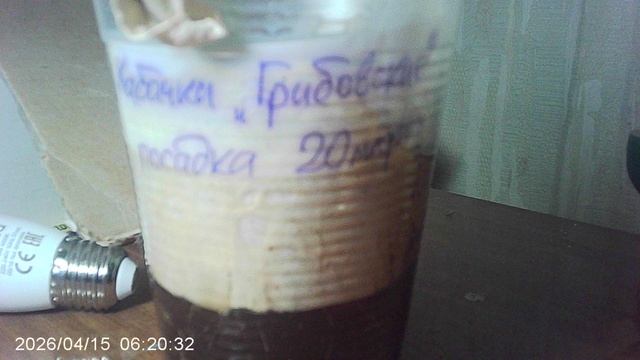 Обзор кабачковых растений сорта "Грибовские" посева 20 марта 2026