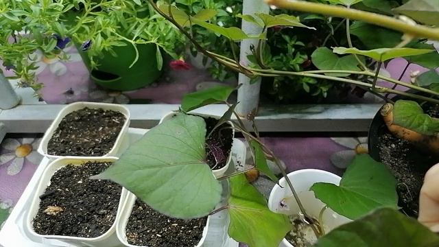 Посадка черенков батата