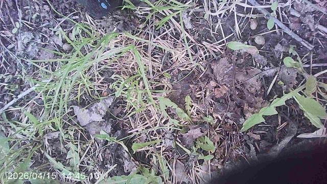 Весенняя прополка огорода: удаление лопуха