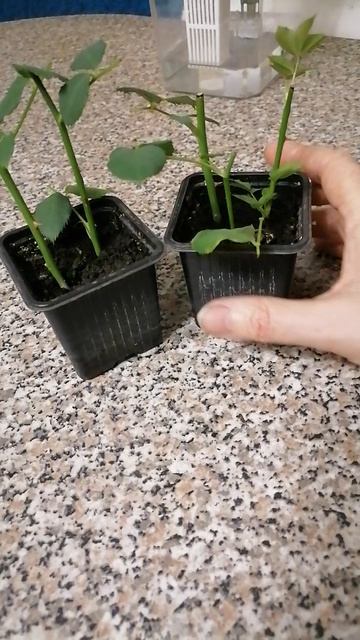 Черенкованием роз. Через 2 месяца после начала укоренения