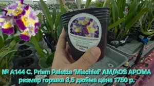 № А144 C. Prism Palette 'Mischief' AM/AOS АРОМА размер горшка 3,5 дюйма