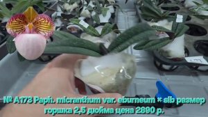 № А173 Paph. micranthum var. eburneum × sib размер горшка 2,5 дюйма
